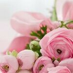 The Case of the Frugal Florist