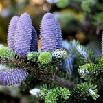 How to Make Your House Smell Like the Holidays