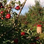 5 Easy Ways to Keep Cats out of Your Yard and Garden