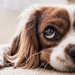 Smart Ways to Save Money on Pet Care