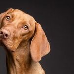 9 Ways to Cut Pet Care Costs