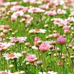 Cheapskate Gardening Tips and Tricks