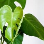 7 Pleasantly Surprising Reasons to Decorate with Houseplants