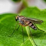 7 Ways to Wage War Against Mosquitoes -- and Win!