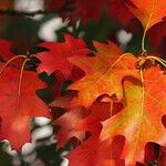 October Is the Best Time to Buy These Things