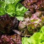 The Best Reason Not to Buy Pre-Washed Salad in a Bag
