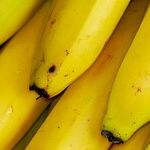 When It Comes to Storing Bananas, Don't Believe Old Wives' Tales
