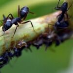 10 Ways to Get Rid of Ants Using Ordinary Stuff In Your Pantry