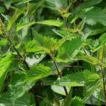 5 Nontoxic Methods for Killing Weeds That Really Work