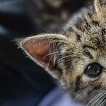 Easy Ways to Cut the High Cost of Pet Care