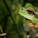 My Life as a Frog