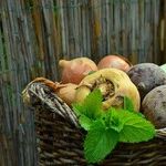 Useful Tips That Make Gardening More Enjoyable