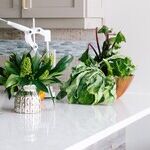 8 Surfaces You Should Never Clean With Vinegar
