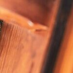 How Not To Get Rid of Wasps (And 7 Ways To Do It Safely)