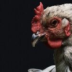 Chicken Labeling at the Supermarket: Prepare to Be Surprised
