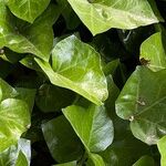How to Get Rid of the Lawn Invader Known as Creeping Charlie