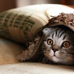 Smart Ways to Save Money on Pet Care