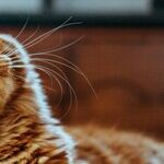 My Brother Causes My Cat to Get Me in Trouble