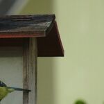 My Little Brother Is Planning to Start Shooting Squirrels