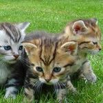Families with Pets are Happy Families