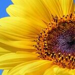 He's on the Hunt for Younger Girls