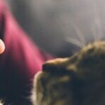 Hating Cats Not Suitable for a Family with One