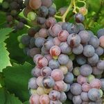 Grape Juice Delivers Results