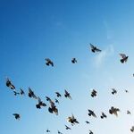 Birds Flock Together
