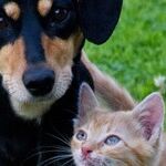 Pets Are Family Members