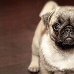 Help -- Annoying Puppy!