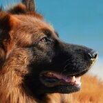 I Want to Adopt a German Shepherd