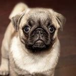 Pets Teach Responsibility on Many Levels