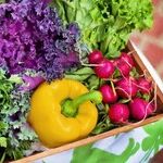 Reducing the Risk of Cancer
