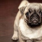 Who's Correct Regarding Our Dog?