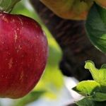 An Apple a Night?