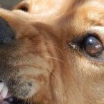 Dog Bite Dispute