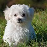 Should We Get a Puppy?