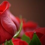 How Can I Best Reject a Date Offer?