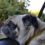 Tips for Safe, Secure Summer Travel with Family Pets on Board