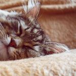 I Love to Sleep In!