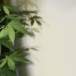 We Might Legalize It Here, So What's the Difference?