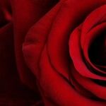 I'm Not in a Rush to Begin Dating