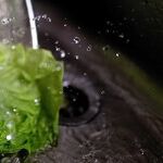 I'd Be Willing to Consume Only Lettuce and Water