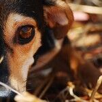 My Father Says Dogs From the Shelter Are Mean and Dangerous