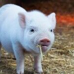 Is My Piglet Illegal?