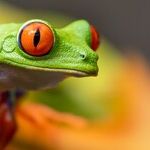 My Handsome Princes Have All Recently Turned Into Frogs