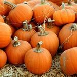 Is Our Father Kidding Us About Current Pumpkin Prices?