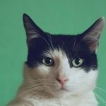 My Brother's Allergies Are Blocking a Pet Cat for Me