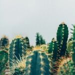 Capricorn Moon's Tough Love