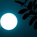 Wild Lunar Light